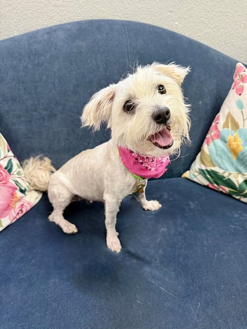 PEANUT - Terrier available for adoption