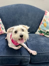 Peanut - Photo 2