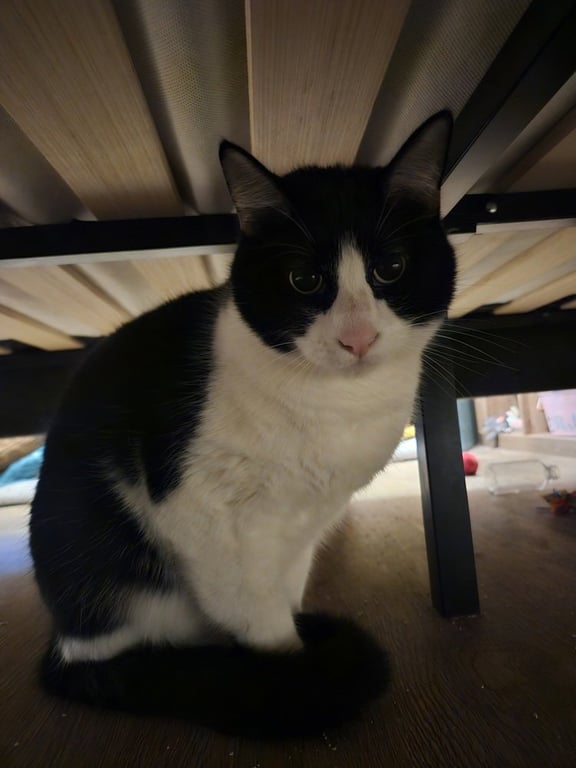 Tux Image
