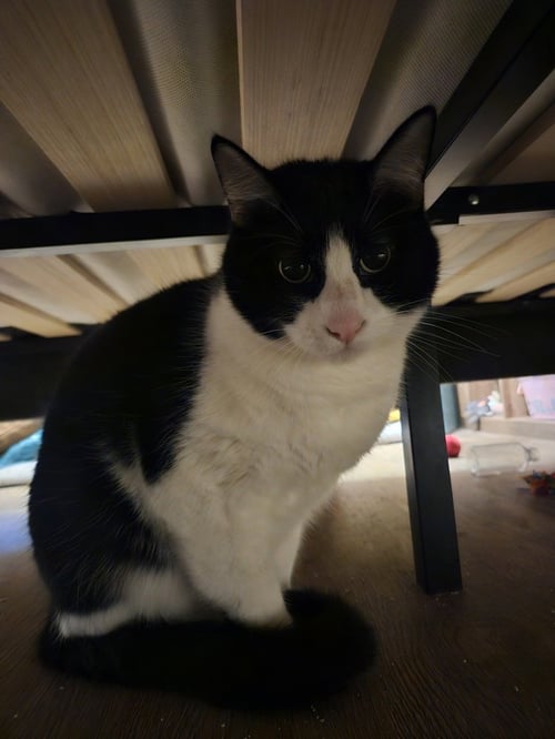 TUX - Domestic Short Hair available for adoption