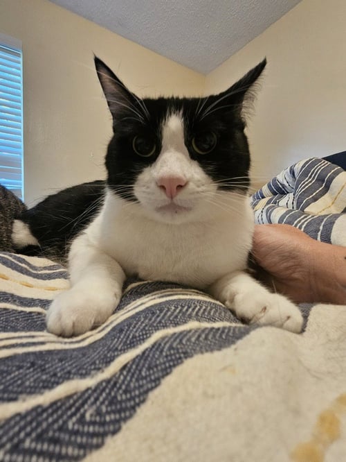 TUX - Domestic Short Hair available for adoption