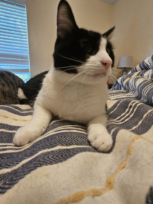 TUX - Domestic Short Hair available for adoption