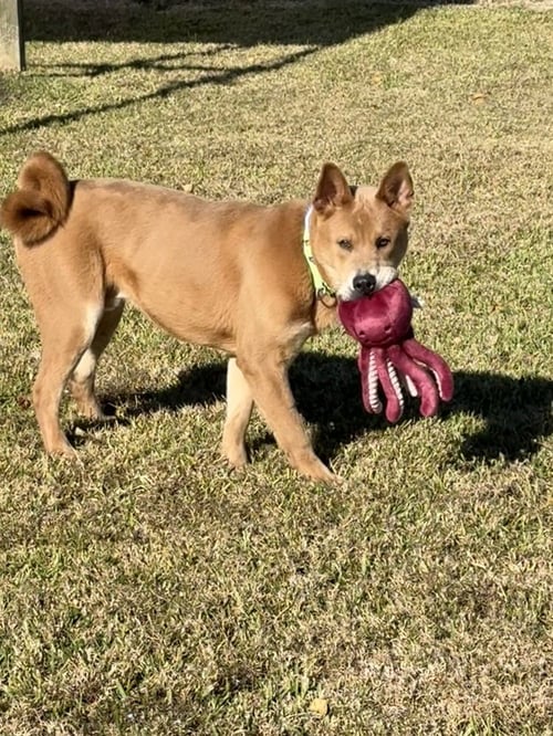 BO - Chow Chow available for adoption