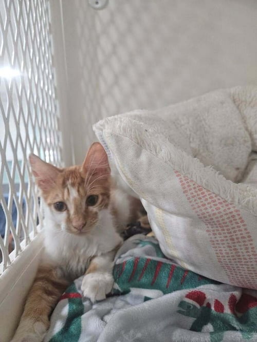 CARROT - Domestic Medium Hair available for adoption
