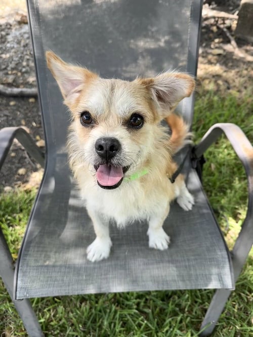 POTATO - Terrier available for adoption