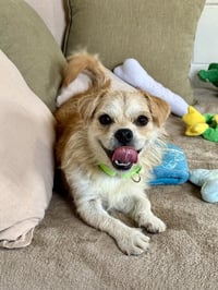 Potato - Photo 4