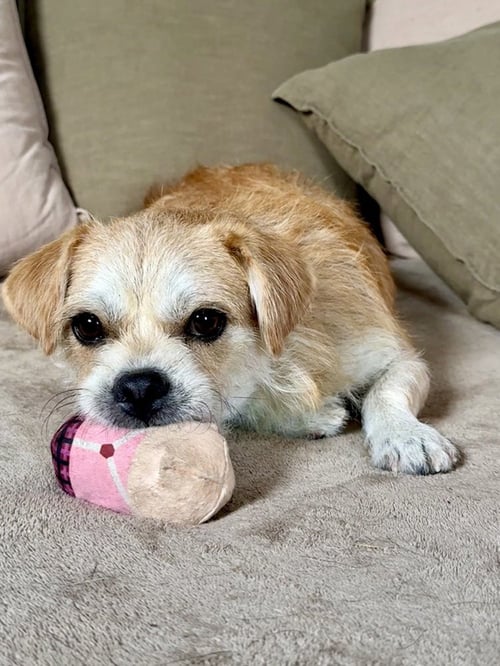 POTATO - Terrier available for adoption