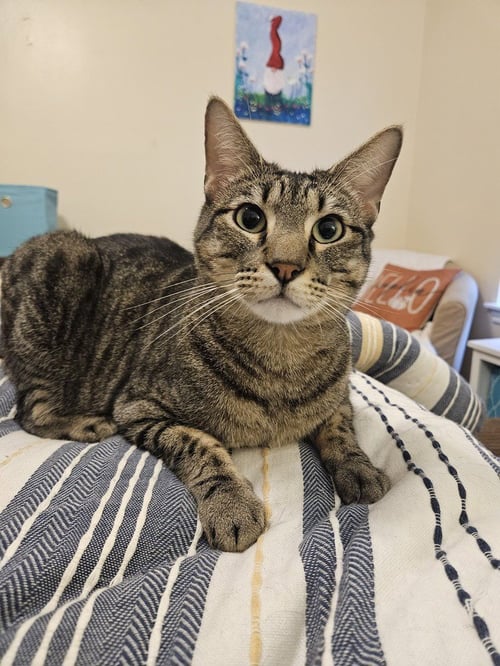 MOTO MOTO - Domestic Short Hair available for adoption