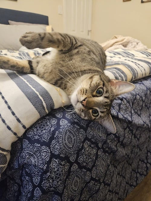 MOTO MOTO - Domestic Short Hair available for adoption
