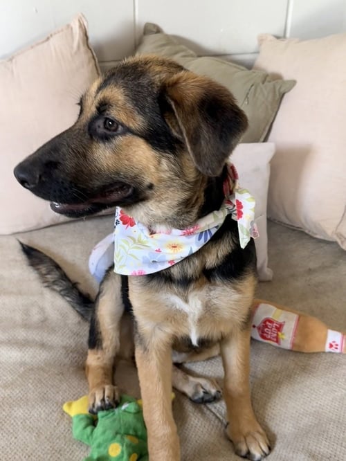 DOROTHY - German Shepherd Dog available for adoption