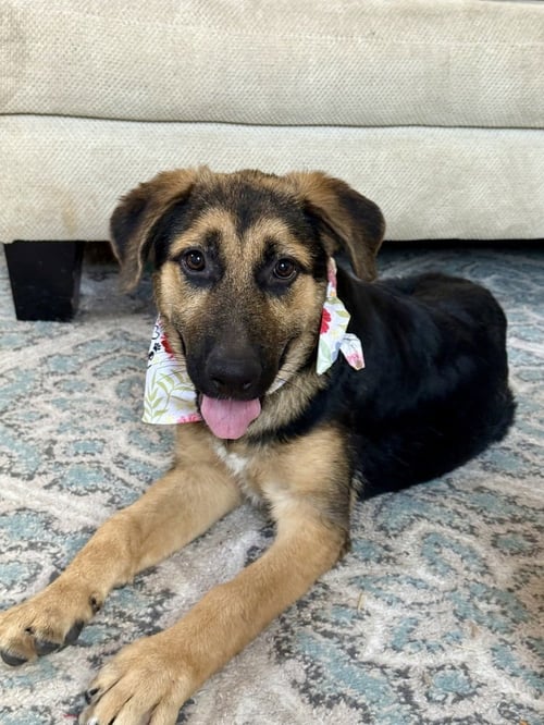 DOROTHY - German Shepherd Dog available for adoption