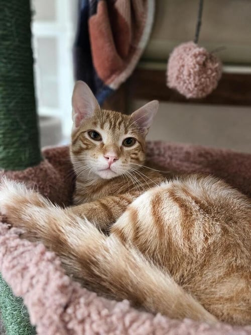 BLAZE - Domestic Medium Hair available for adoption