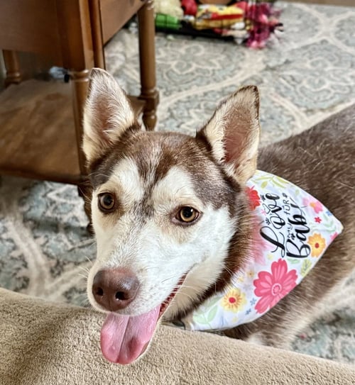 SUGAR - Husky available for adoption