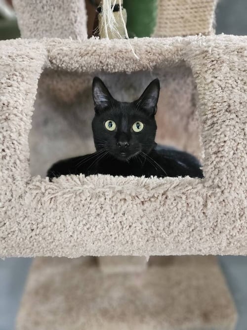 MOJITO - Domestic Short Hair available for adoption