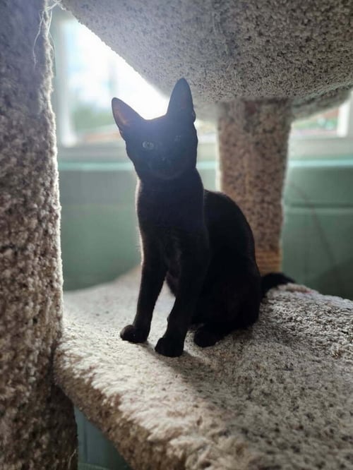 MOJITO - Domestic Short Hair available for adoption