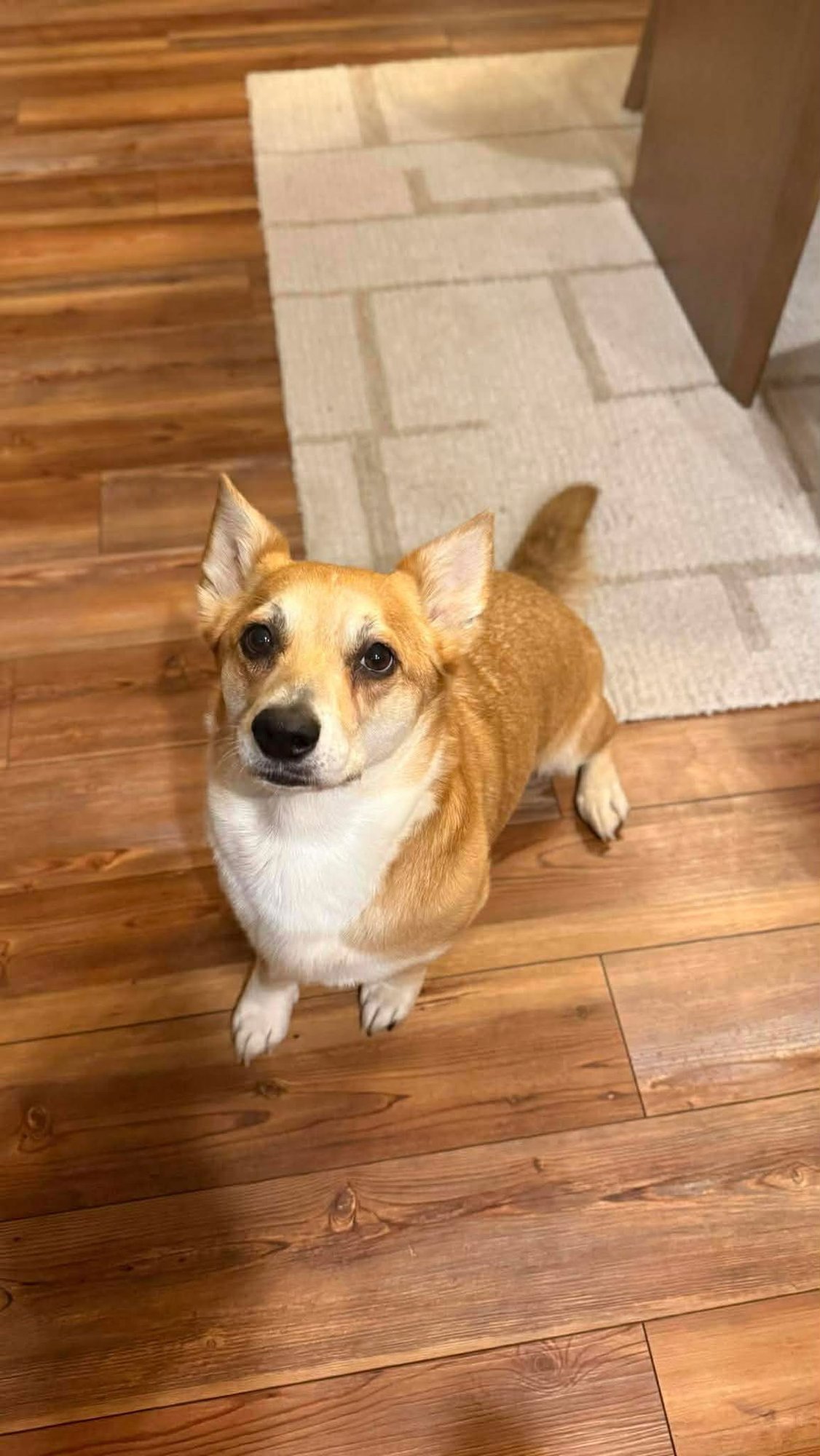 MANGO - Corgi available for adoption