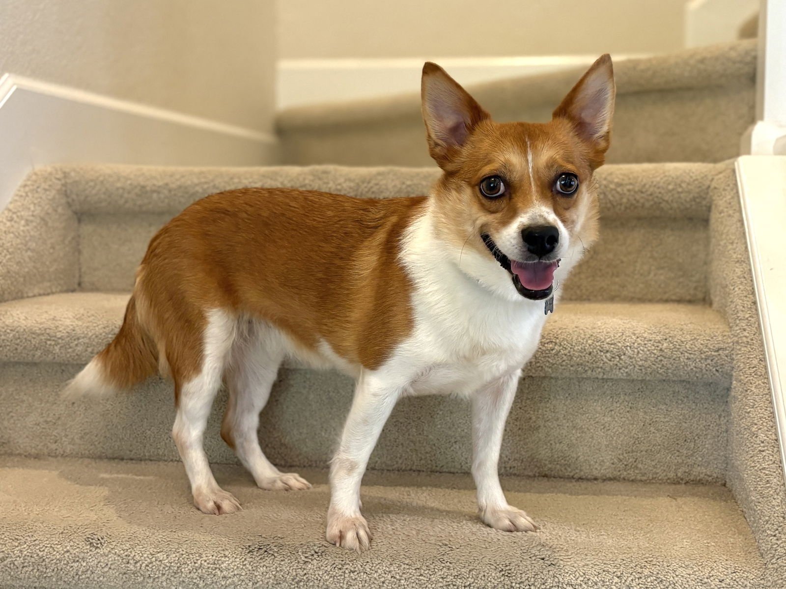 COOKIE - Corgi / Chihuahua available for adoption