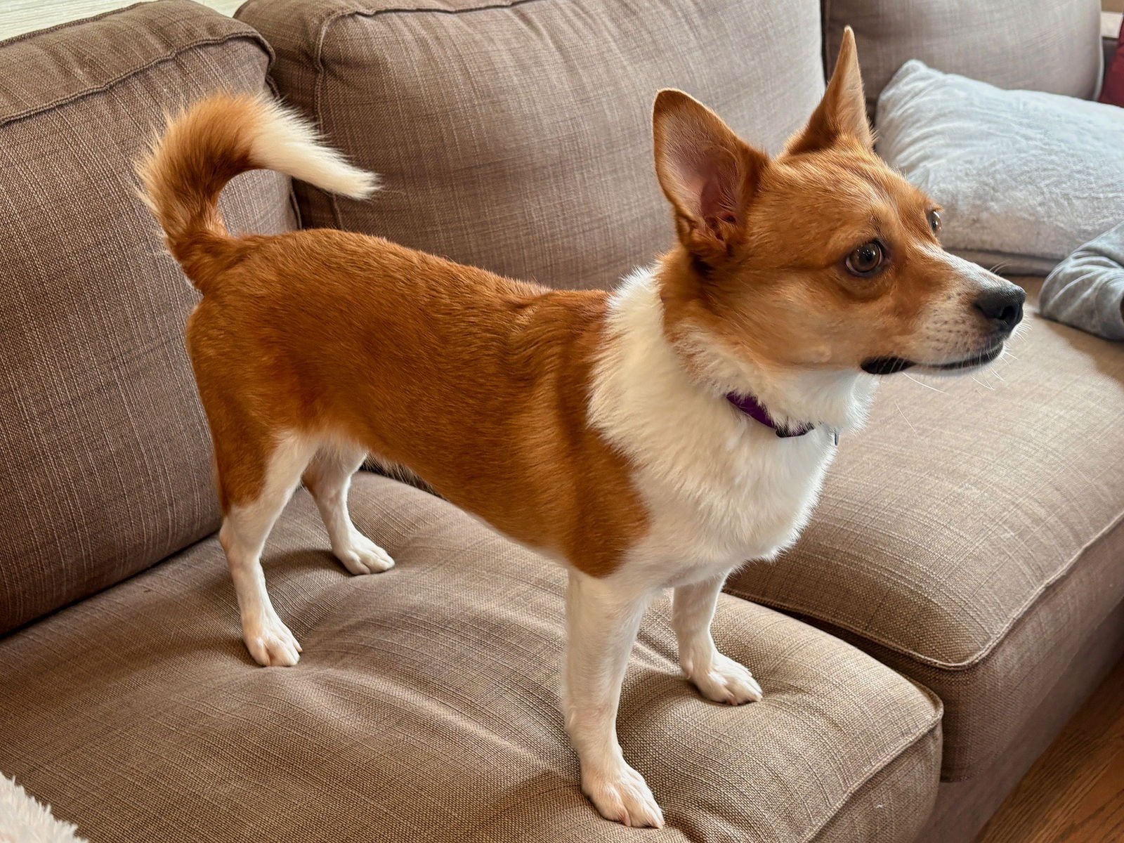 COOKIE - Corgi / Chihuahua available for adoption