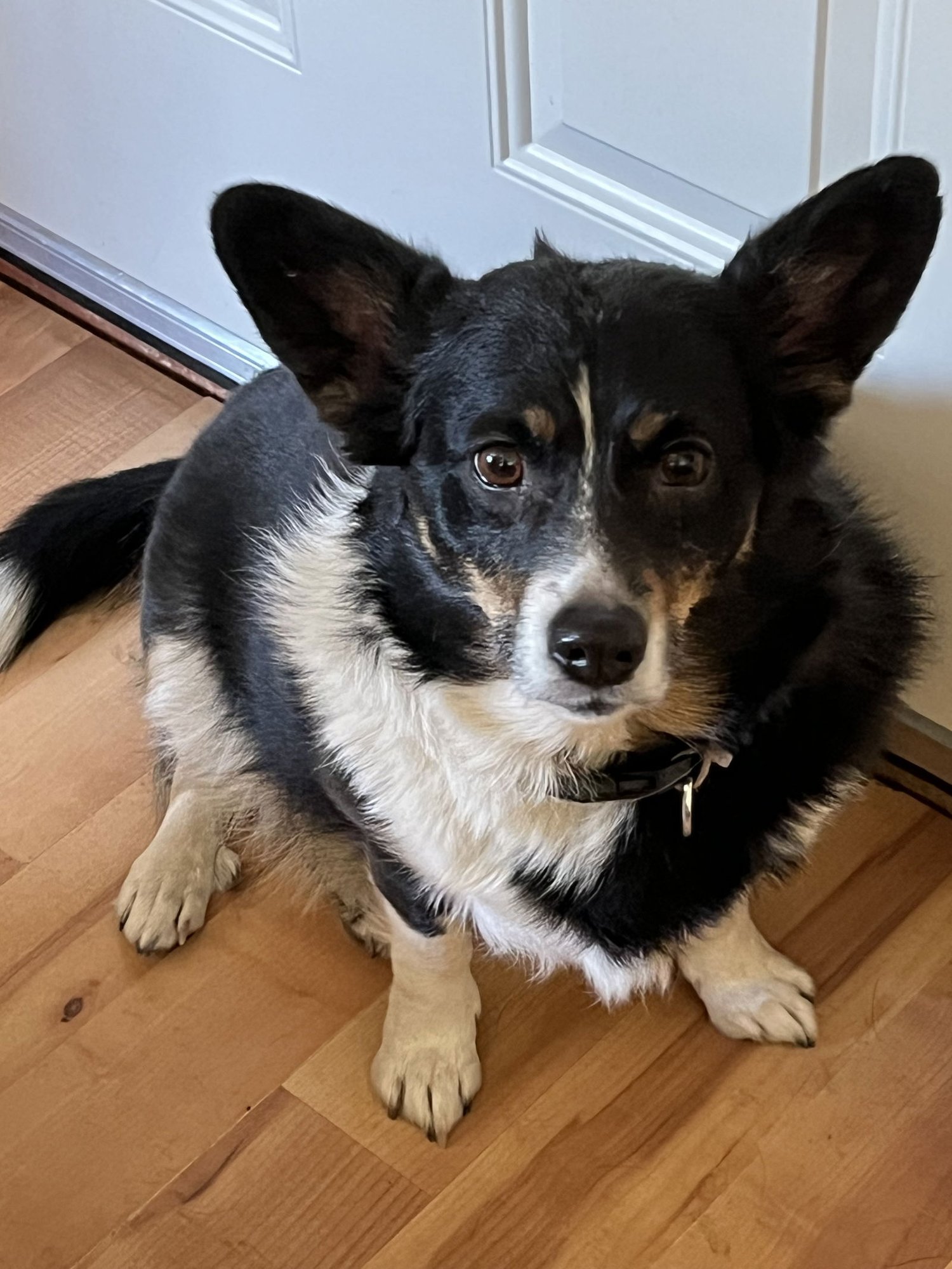 ASPEN - Corgi / Australian Shepherd available for adoption