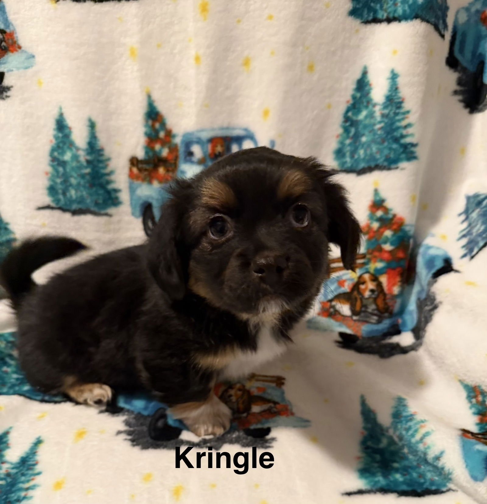 KRINGLE - Spaniel available for adoption