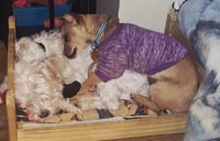 Wylie - Photo 3