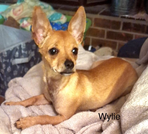 WYLIE - Chihuahua for adoption in Colorado Springs