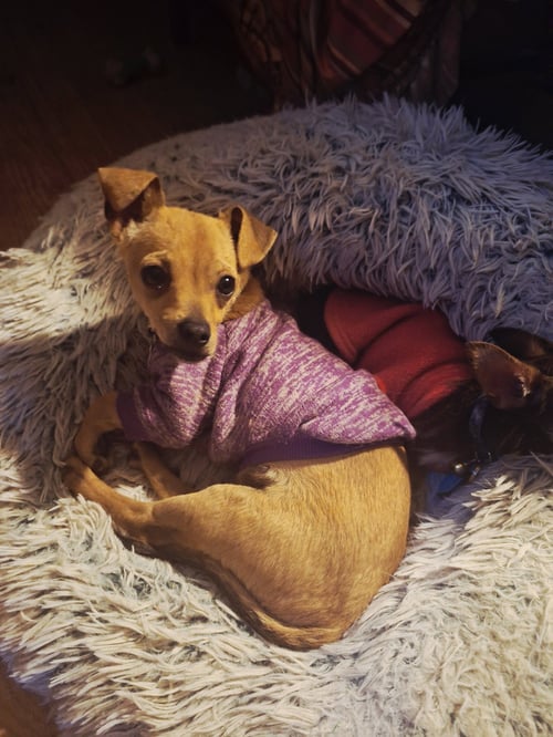 WYLIE - Chihuahua available for adoption