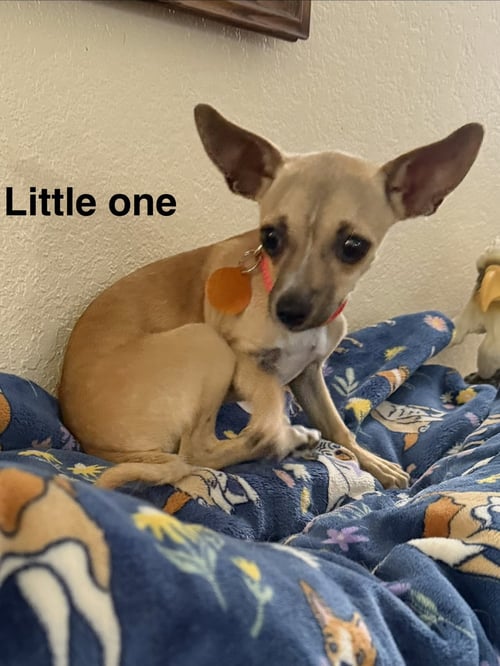 LITTLE ONE