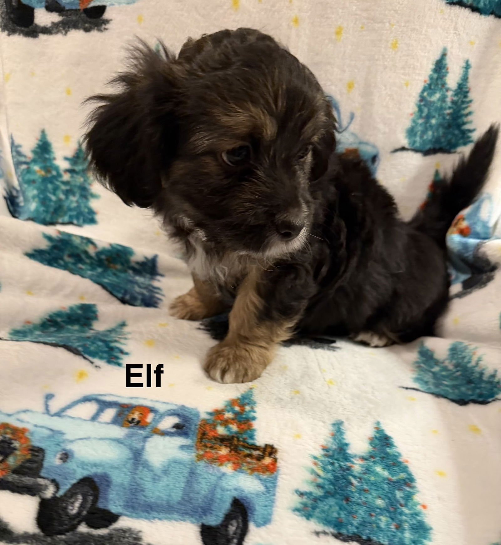 ELF - Spaniel available for adoption