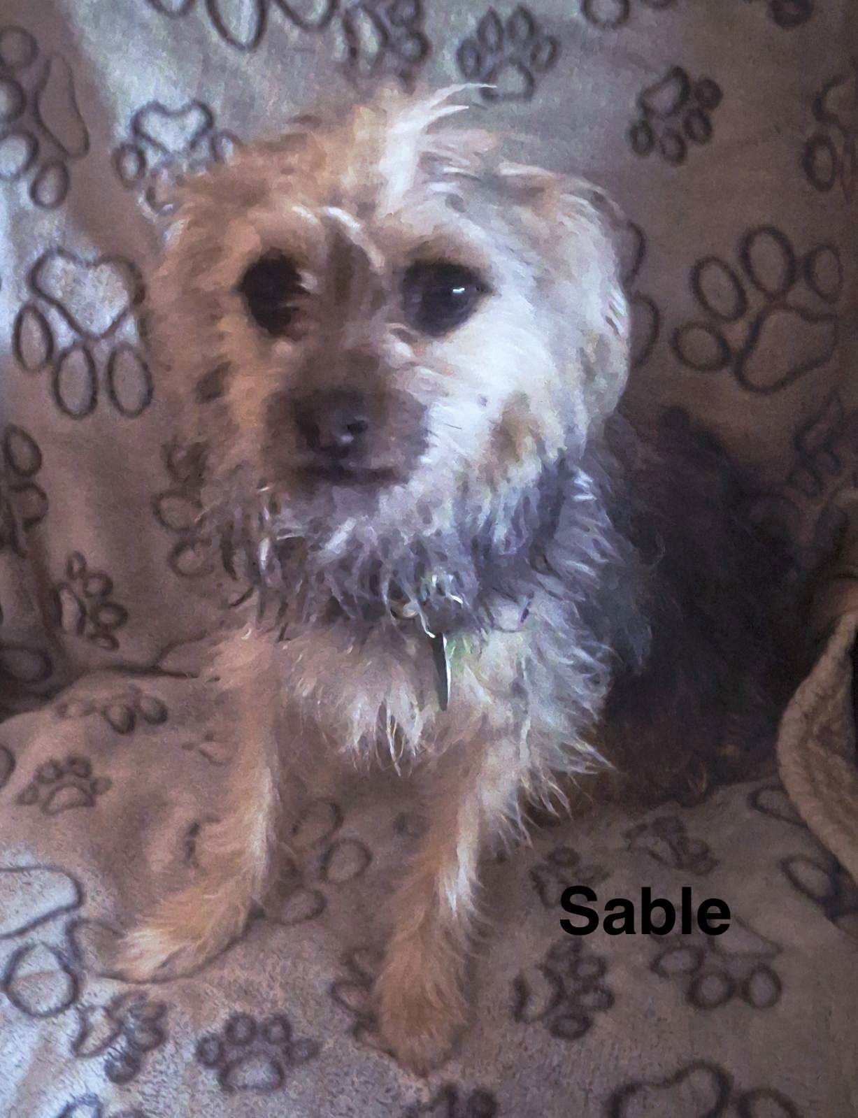 SABLE - Yorkshire Terrier Yorkie available for adoption