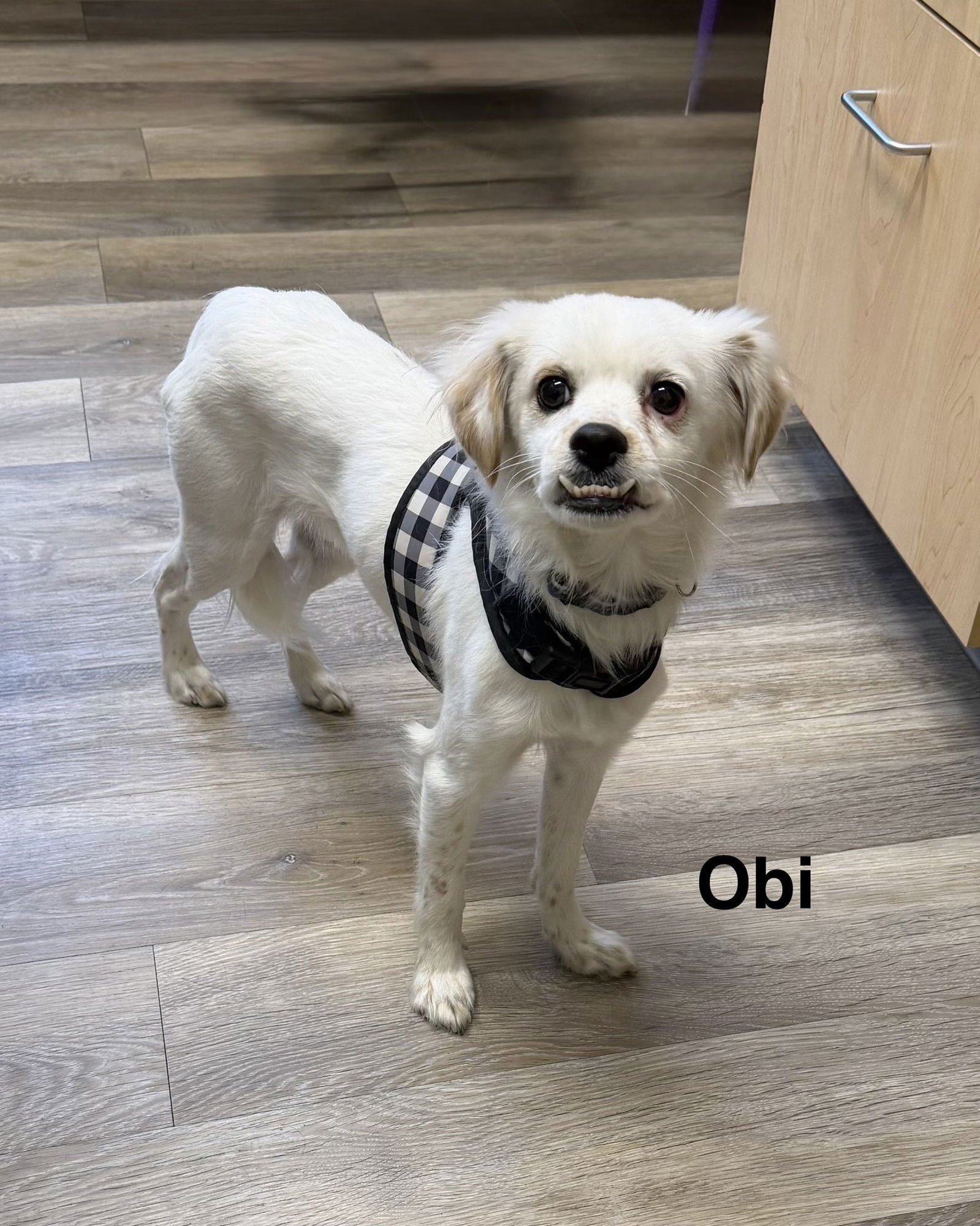 OBI