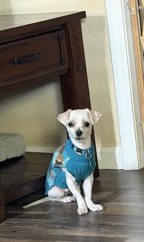 MORK - Maltese for adoption in Colorado Springs