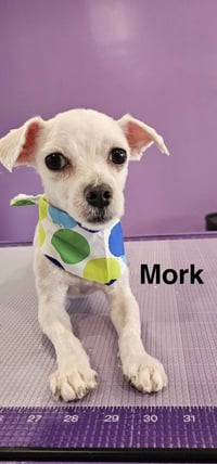 Mork - Photo 2