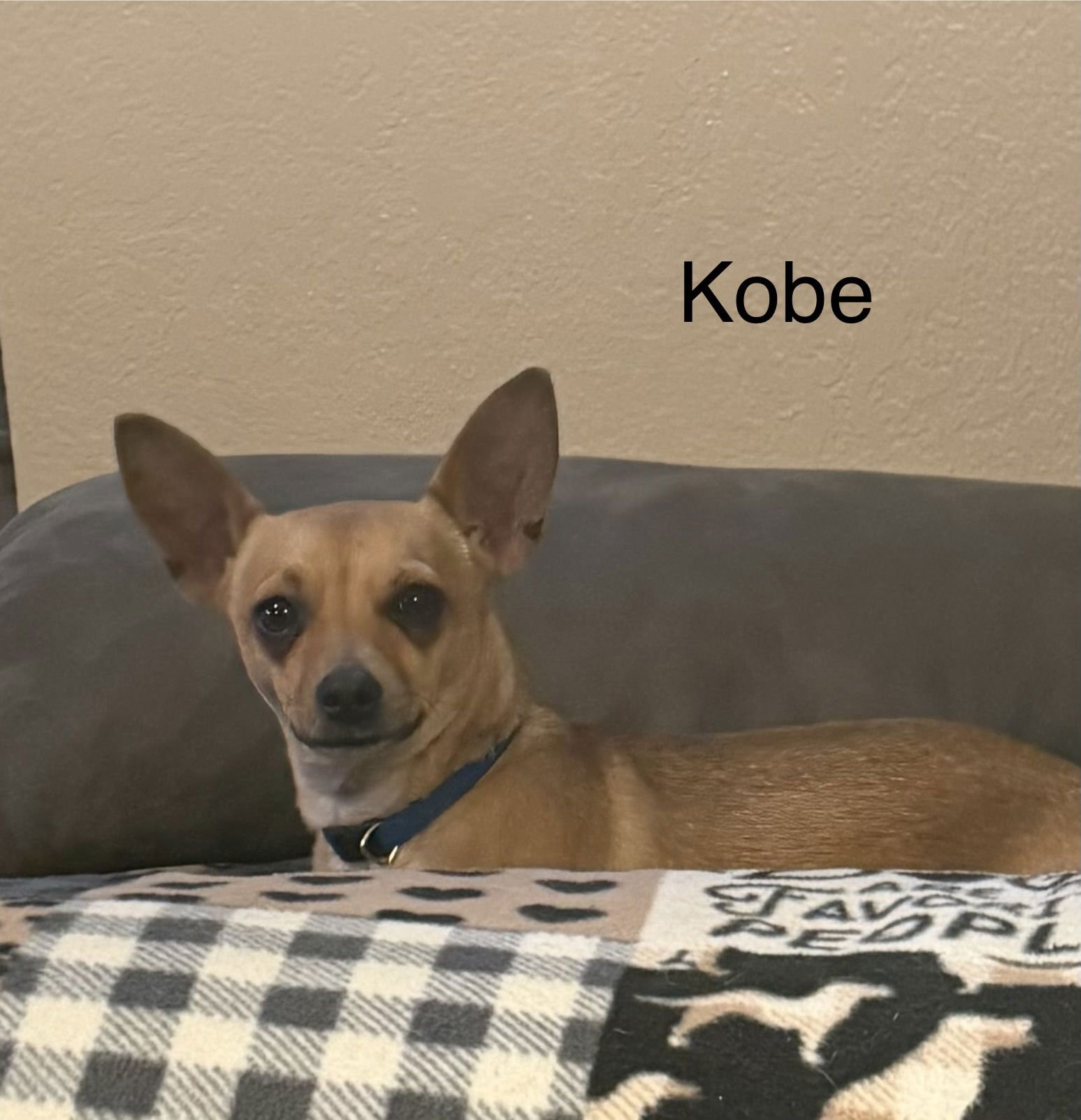 KOBE - Chihuahua for adoption in Colorado Springs