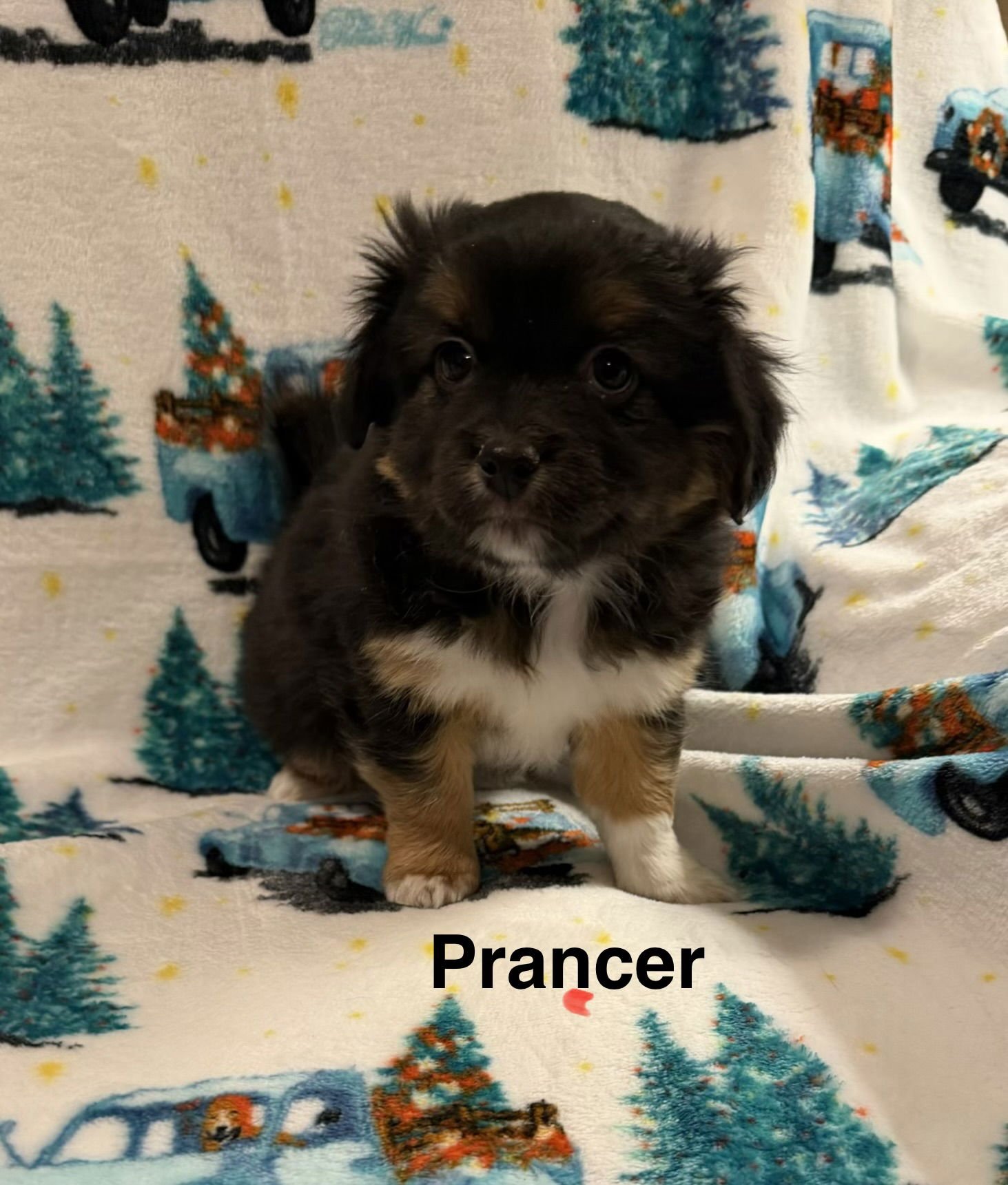 PRANCER - Spaniel available for adoption