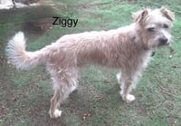 Ziggy - Photo 3