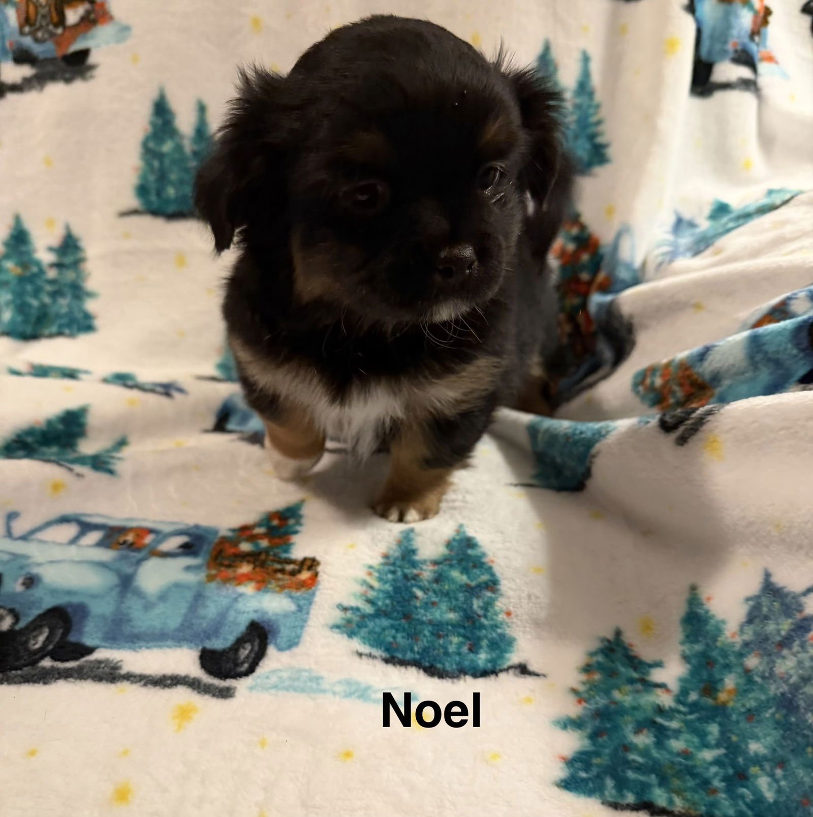 NOEL - Spaniel available for adoption