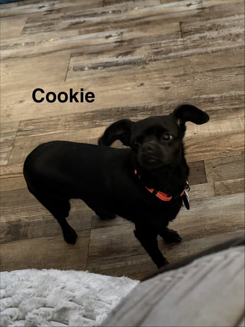 COOKIE