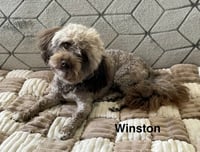 Winston - Photo 2