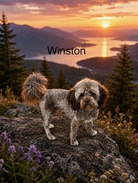 Winston - Photo 3
