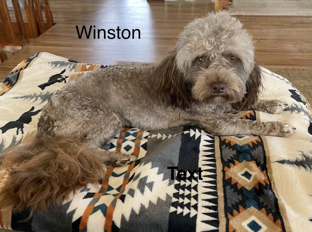 Winston Image
