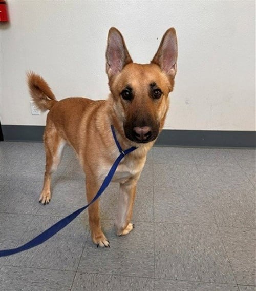 VLAD - German Shepherd Dog available for adoption