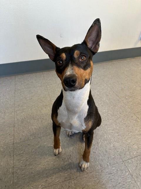 REX - Rat Terrier available for adoption