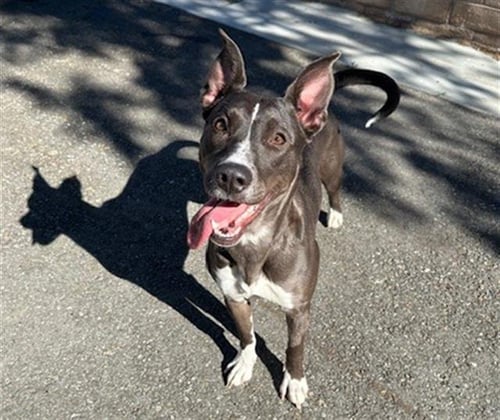 DIAMOND - Pit Bull Terrier available for adoption