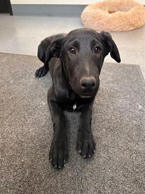 FRANKLIN - Great Dane available for adoption