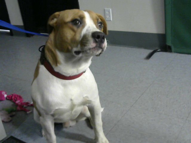 MILO - American Bulldog available for adoption