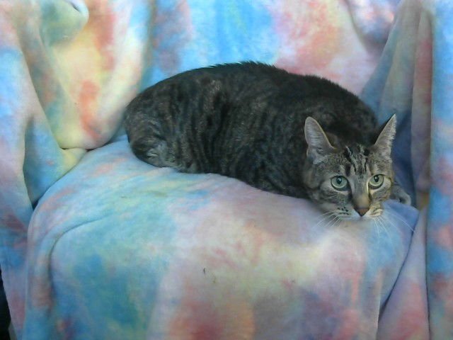 MED WAIVER EVA - Domestic Short Hair available for adoption