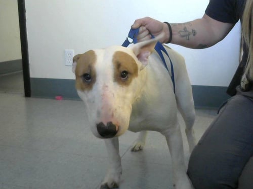 TANK - Bull Terrier available for adoption