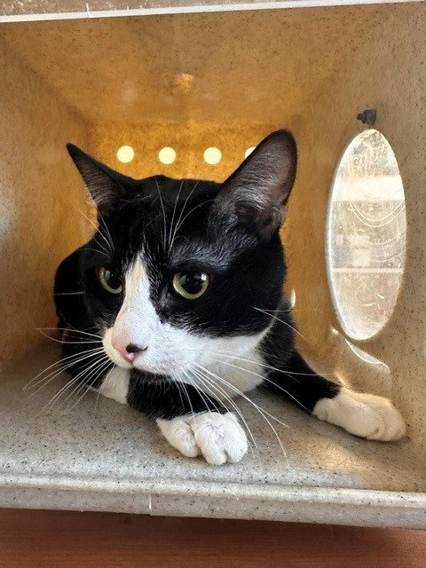 SPOOKY - Domestic Short Hair available for adoption