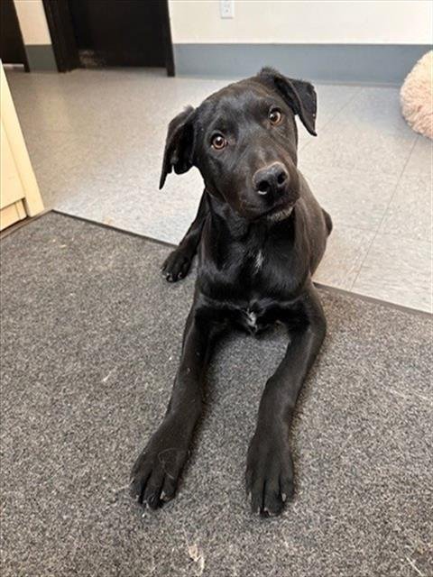 ROSALIND - Great Dane available for adoption